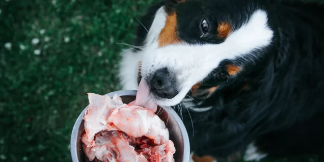 Hund frisst fettes Fleischstück aus dem Futternapf