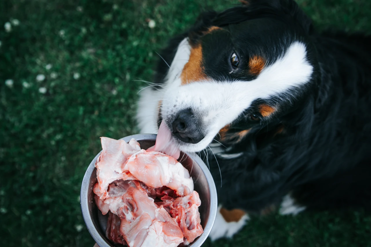 Hund frisst fettes Fleischstück aus dem Futternapf