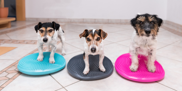 3 Hunde stehen auf Balancekissen