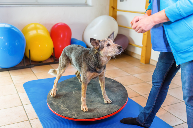 Hund steht auf Balanceboard