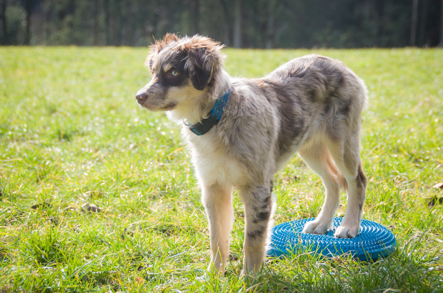 Hund steht mit Hinterbeinen auf Balancekissen