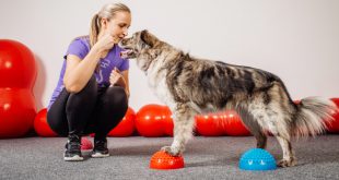 Frauchen trainiert Hund mit Balncekissen