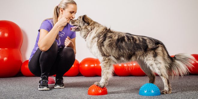 Frauchen trainiert Hund mit Balncekissen