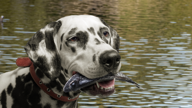 Hund mit Fisch in der Schnauze