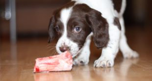 Junger Hund frisst Fleisch