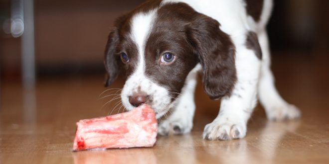 Junger Hund frisst Fleisch