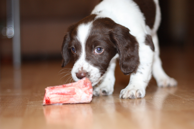 Mageres Fleisch für Hunde HundeKausnacks Magazin