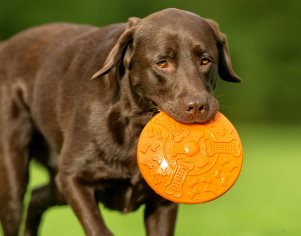 Um das Gebiss des Hundes zu schonen gibt es spezielle Discs