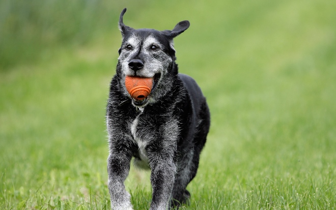 Älterer Hund mit Ball - auch Hundesenioren sollten körperlich aktiv bleiben