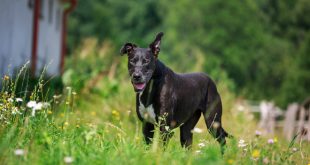 Älterer Hund - er zählt zu den Hundesenioren