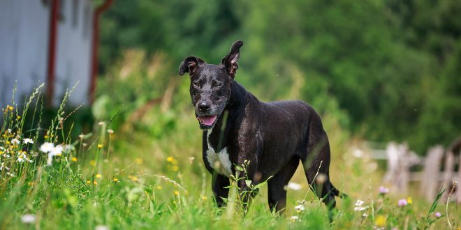 Älterer Hund - er zählt zu den Hundesenioren