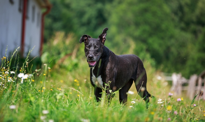 Älterer Hund - er zählt zu den Hundesenioren