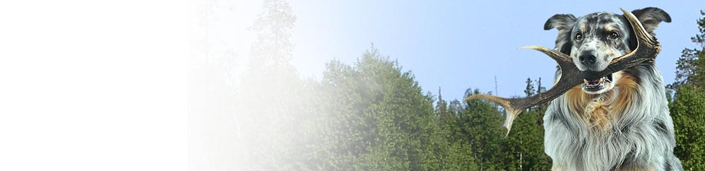 Hirschgeweih-Rosetten